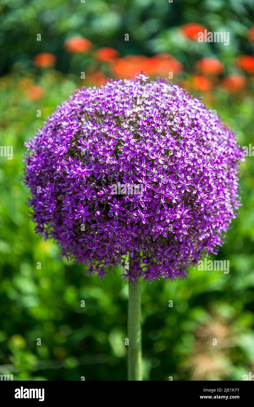 Allium 'Ambassadeur' Banque D'Images