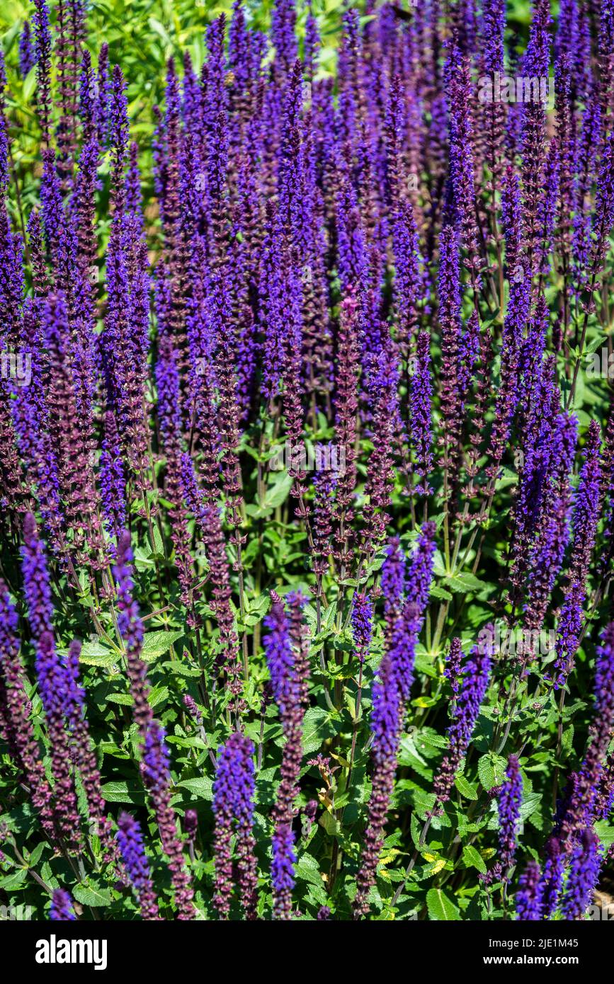 Salvia nemorosa 'Caradonna', le clary des Balkans Banque D'Images
