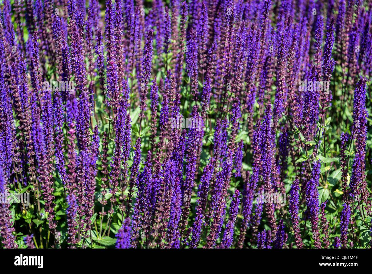 Salvia nemorosa 'Caradonna', le clary des Balkans Banque D'Images