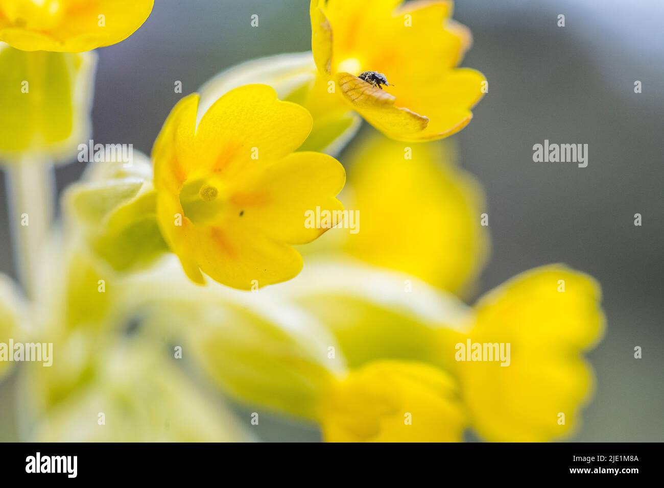 Primula veris, le cowslip, le cowslip commun, ou primrose de cowslip ...