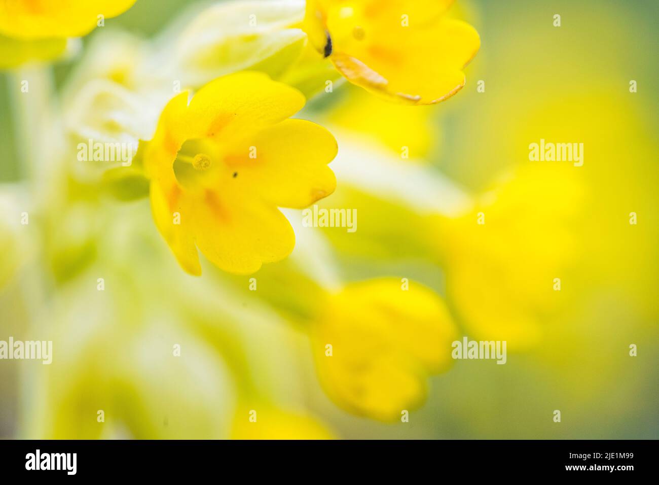 Primula veris, le cowslip, le cowslip commun, ou primrose de cowslip ...
