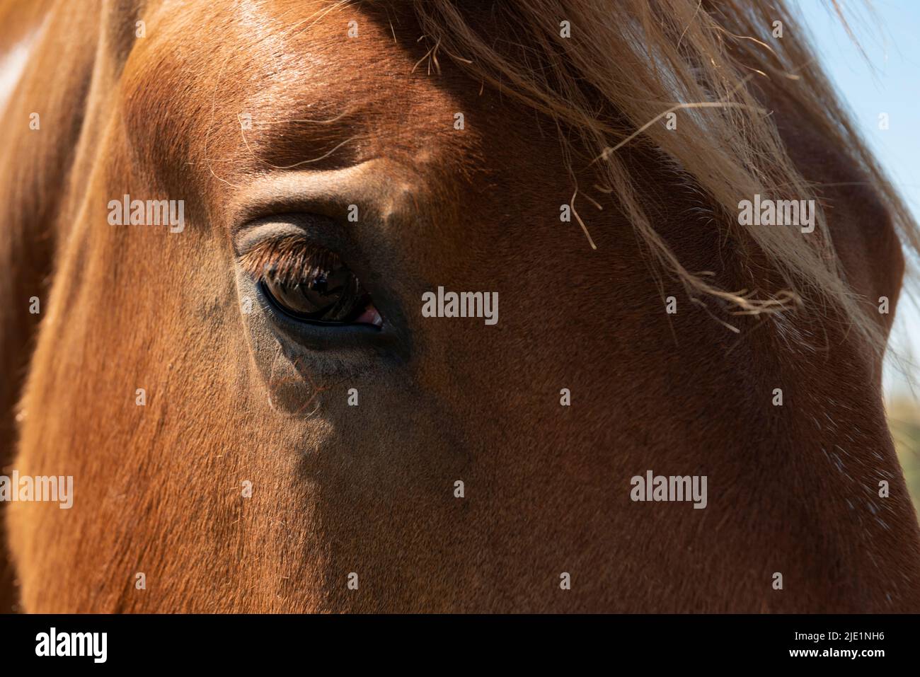 Close-up of horse head Banque D'Images