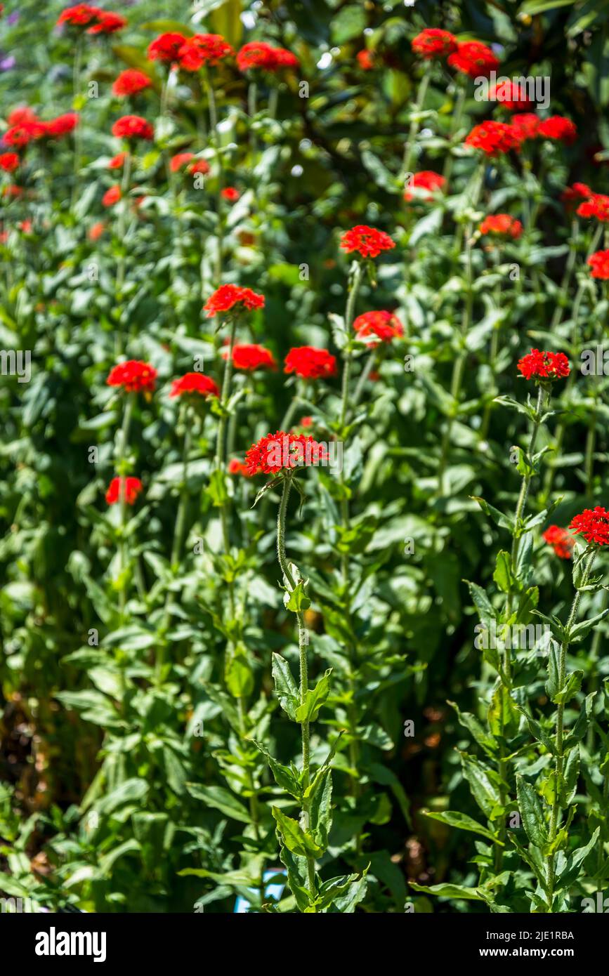 Lychnis chalcedica, Lychnis chalcedica 'Croix Rouge', Lychnis chalcedica scarlet-fleuri, croix de Jérusalem Banque D'Images