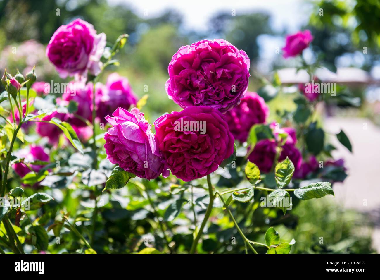 Rosa (Dame de Megginch) = 'Ausvolume' Banque D'Images