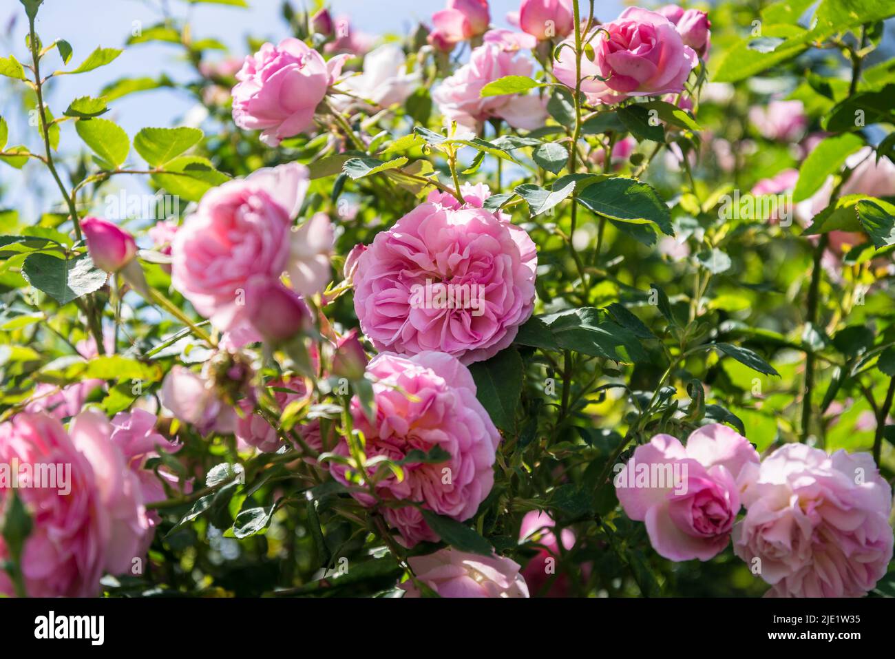 Rose Wisley, rose anglaise ancienne, Rosa Wisley 2008 « Ausbreeze » Banque D'Images
