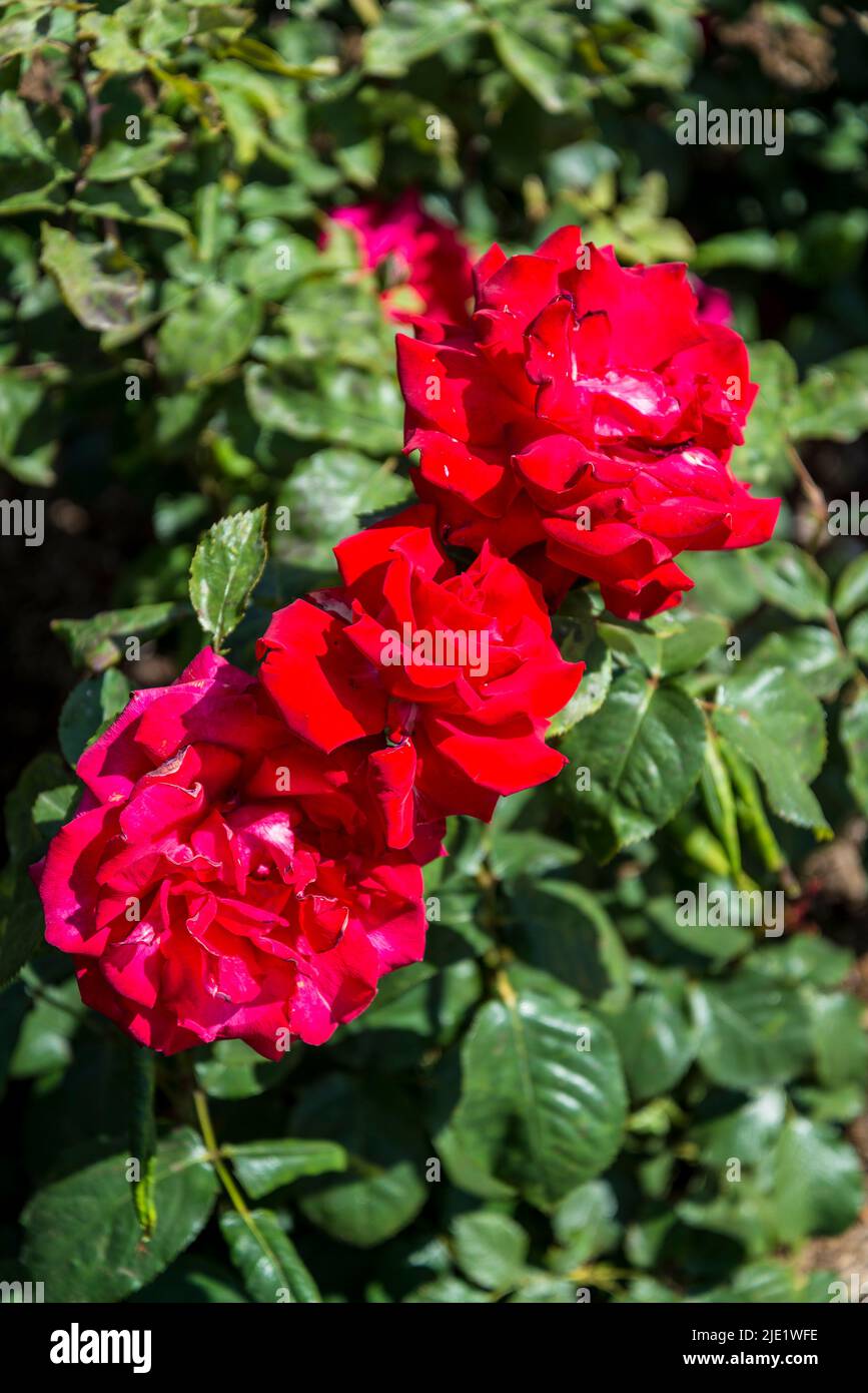 Rosa My Valentine ('Korculma') Banque D'Images