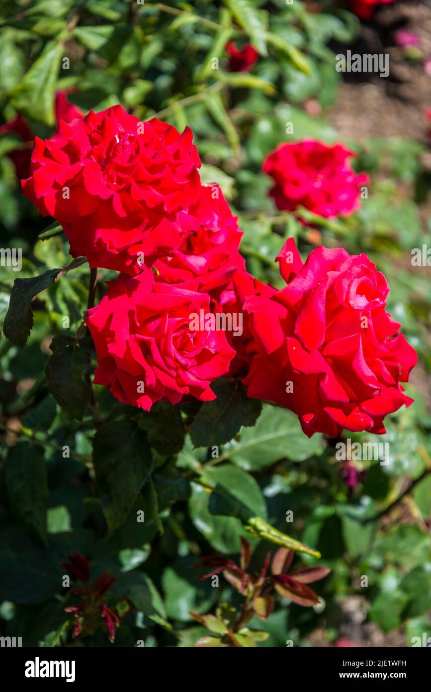 Rosa My Valentine ('Korculma') Banque D'Images