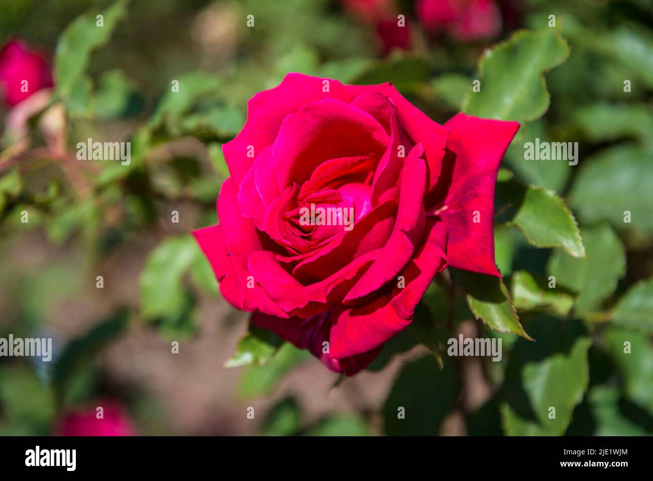Rosa My Valentine ('Korculma') Banque D'Images