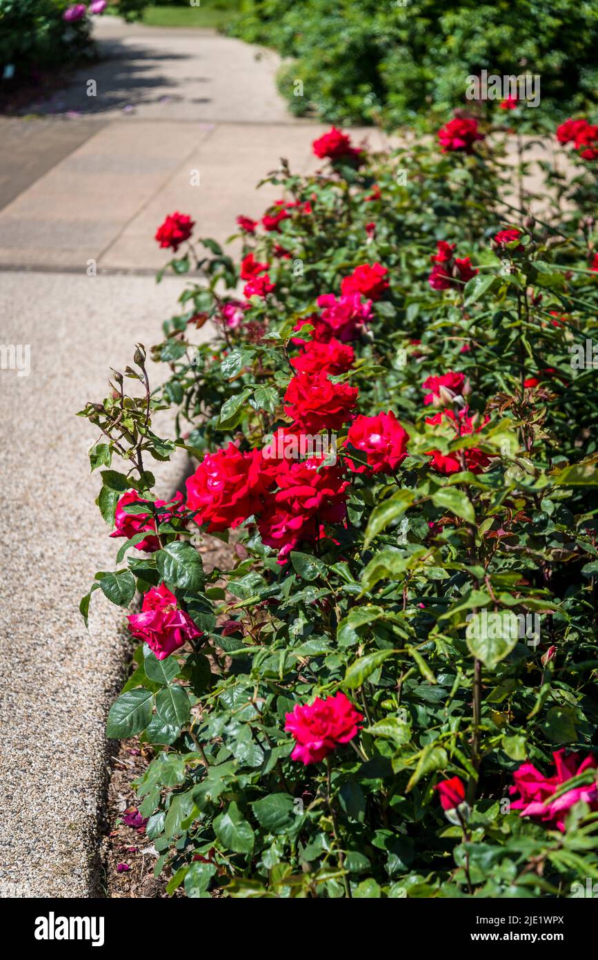 Rosa My Valentine ('Korculma') Banque D'Images