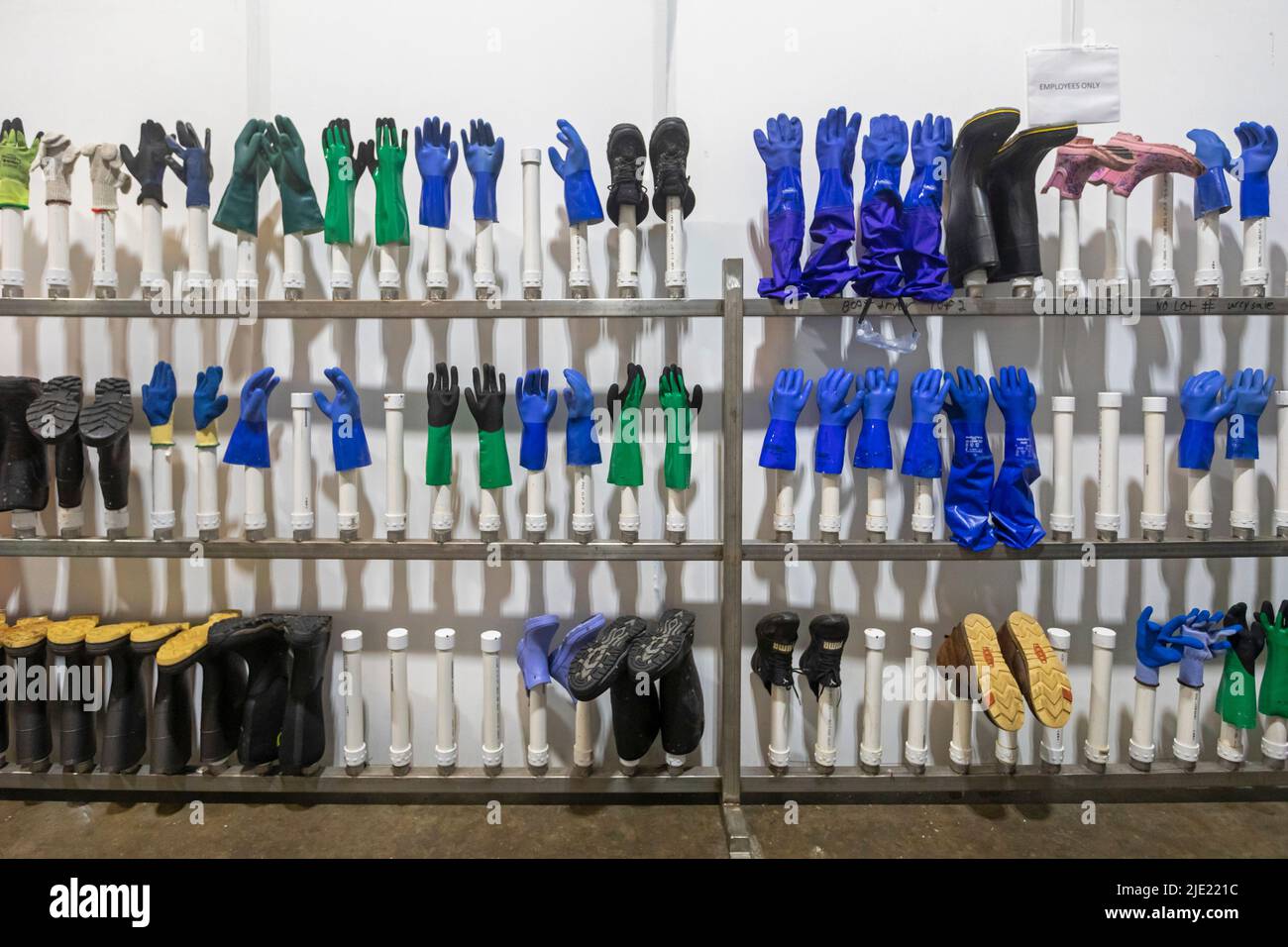 East Peoria, Illinois - les gants de travail et les bottes sont prêts pour les employés de Sorce Freshwater, où la carpe invasive de l'Illinois River est traitée A. Banque D'Images