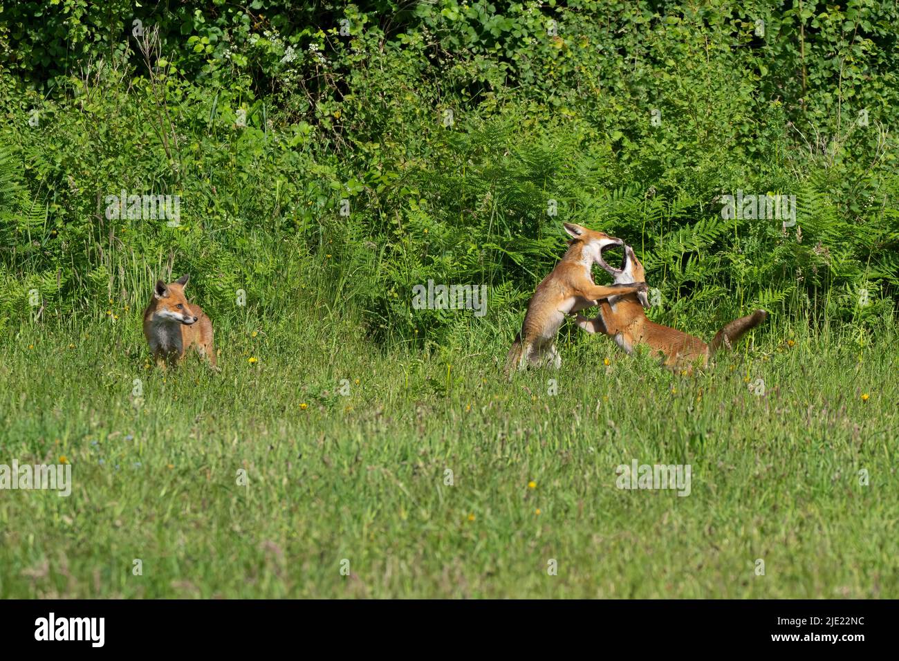 Renard roux agressif Banque de photographies et d’images à haute ...