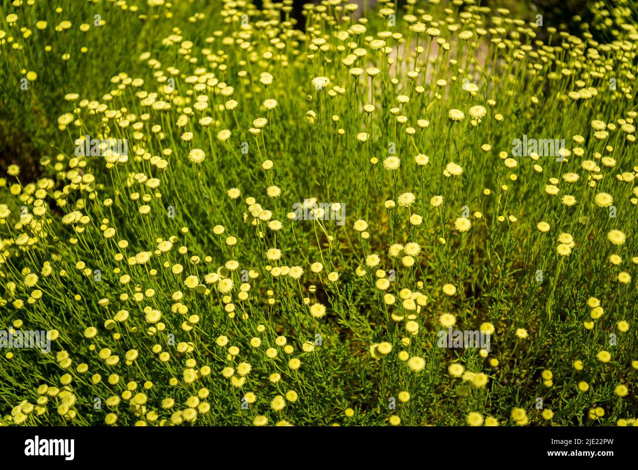 Tansy, The Rock Garden, RHS Wisley Gardens, Surrey, Angleterre, ROYAUME-UNI Banque D'Images
