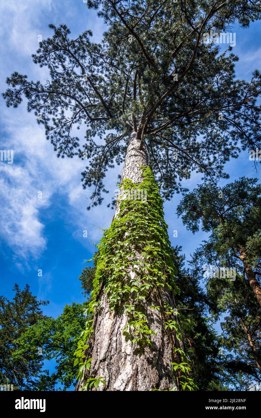 Pinus nigra, le pin autrichien ou le pin noir Banque D'Images
