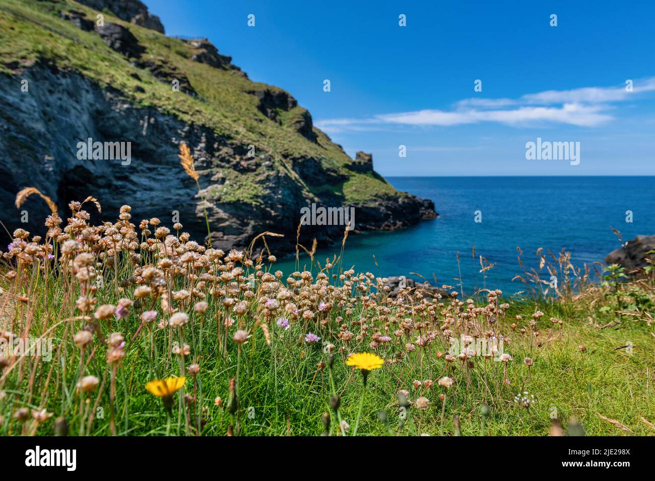 Tintagel en Cornouailles avec des fleurs en premier plan Banque D'Images