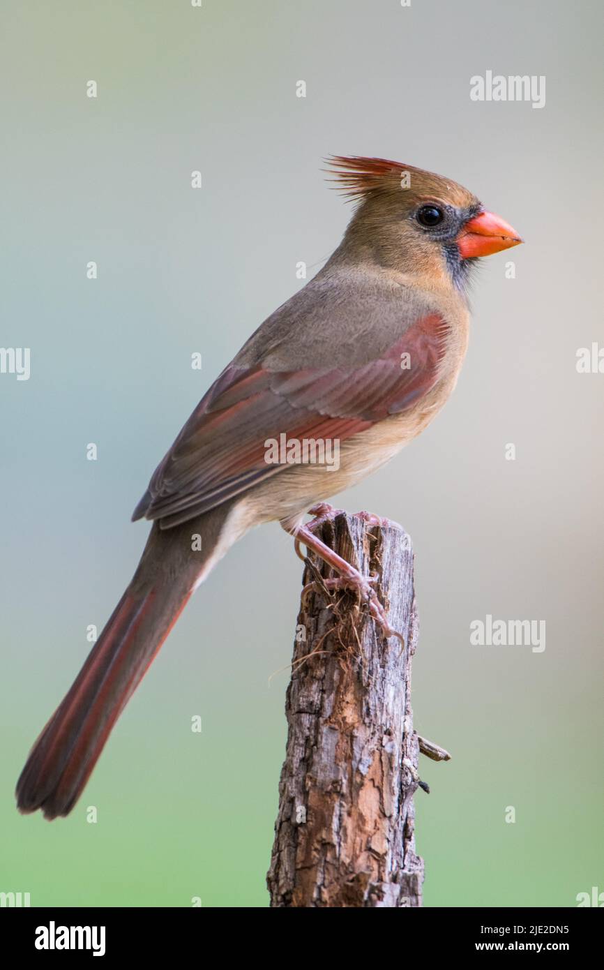 Faire percher la cardinal nord d'une femelle brune sur une branche d'arbre Banque D'Images