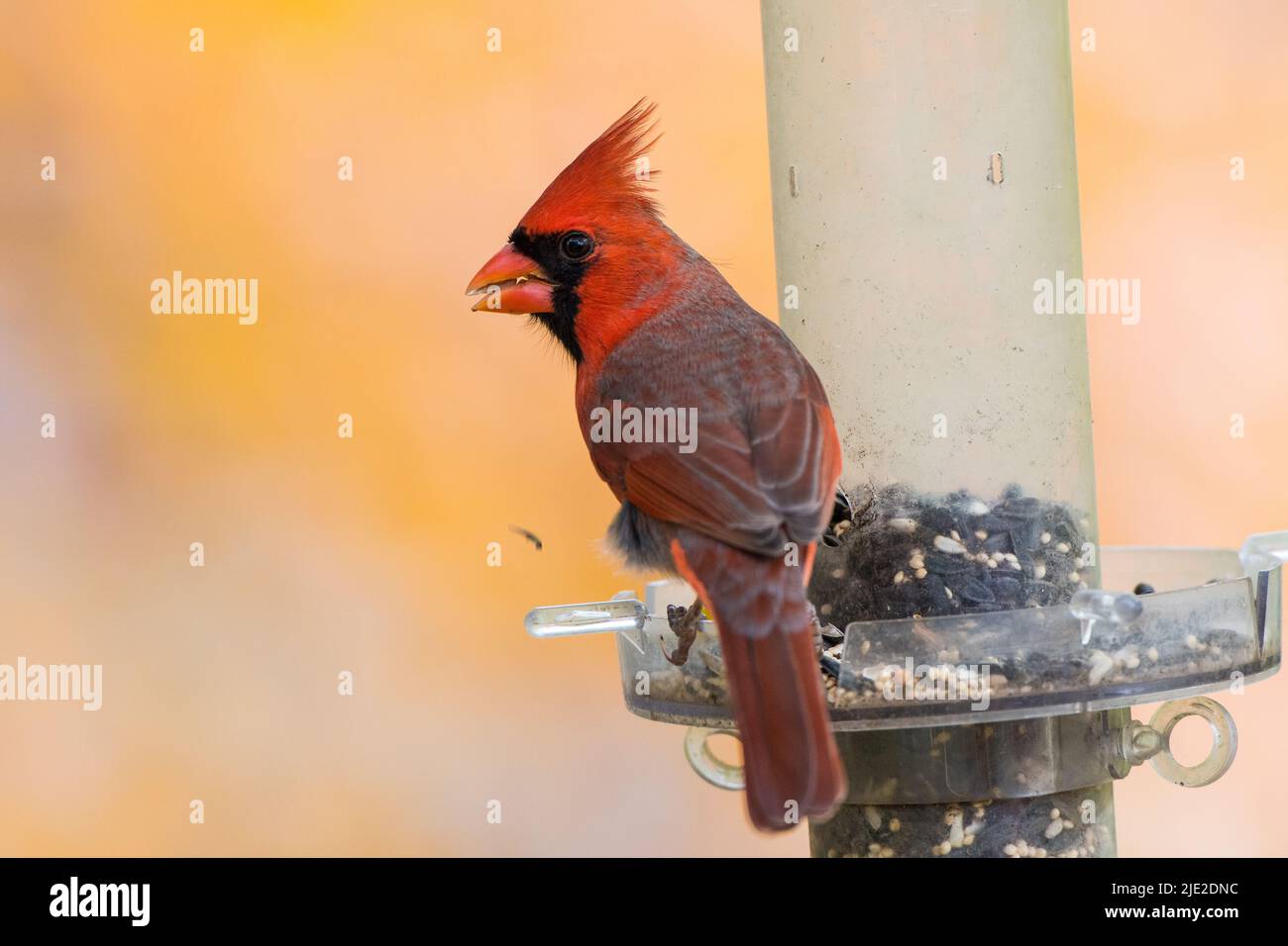 Mâle rouge cardinal du Nord perching sur un mangeoire à oiseaux avec quelques graines de tournesol à l'intérieur. Banque D'Images