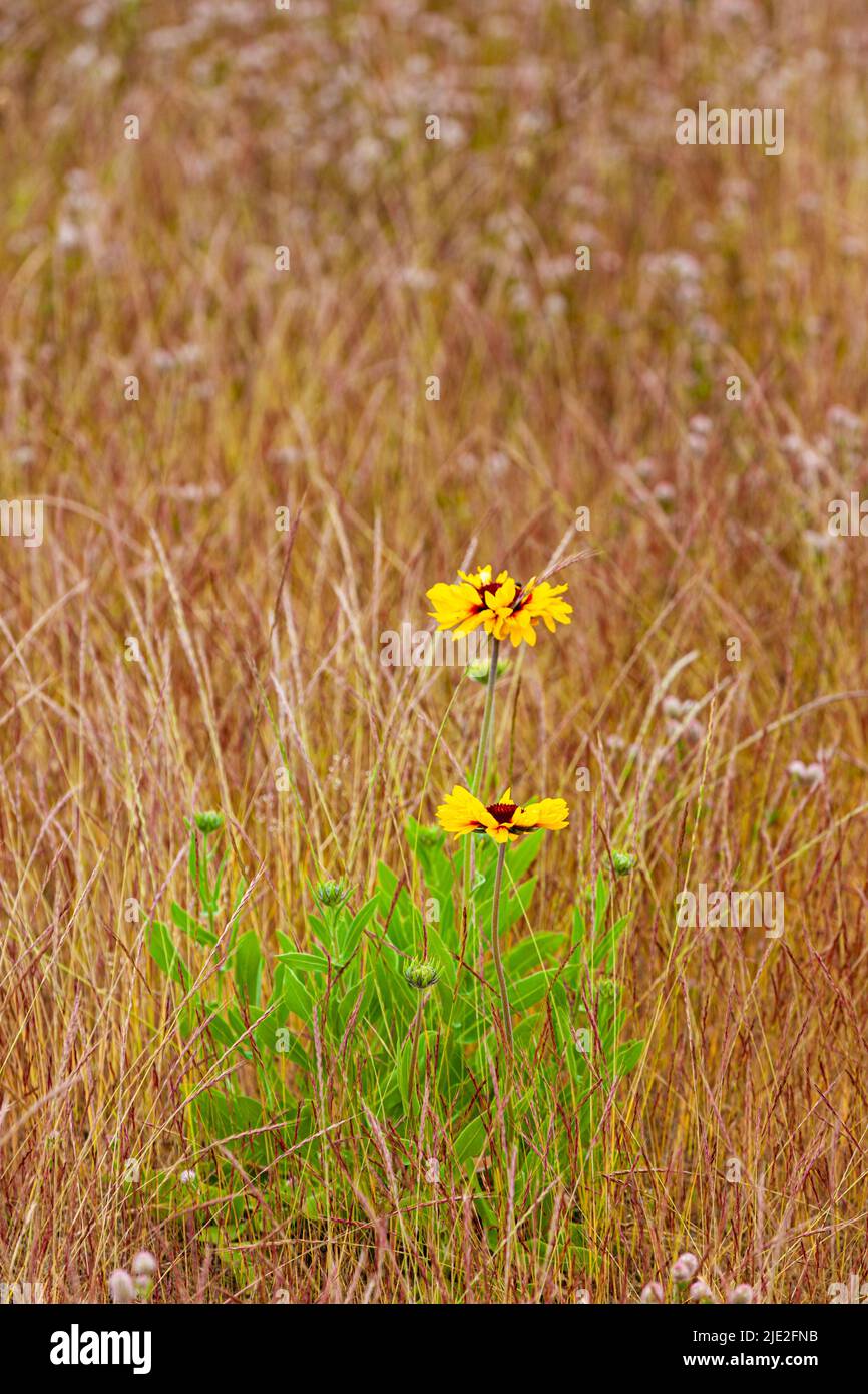 Des fleurs jaune vif fleurissent dans un champ d'herbe sèche à Steveston Colombie-Britannique Canada Banque D'Images