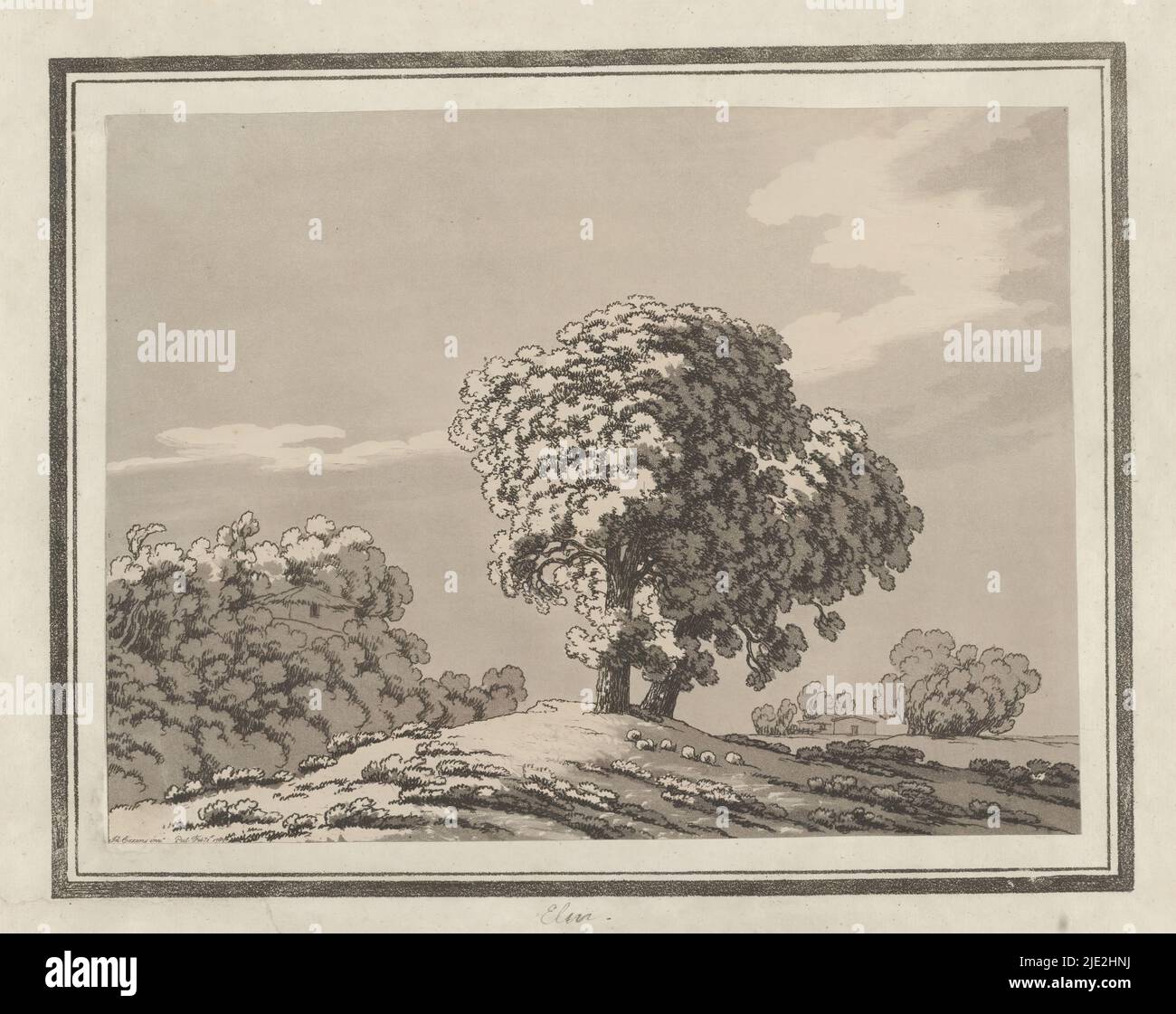 Elm, Imprimer de l'album en cassette avec quatorze études en vernis mou et aquatint de différents types d'arbres., imprimeur: John Robert Cozens, (mentionné sur l'objet), Londres, 1789, papier, hauteur 236 mm × largeur 316 mm Banque D'Images