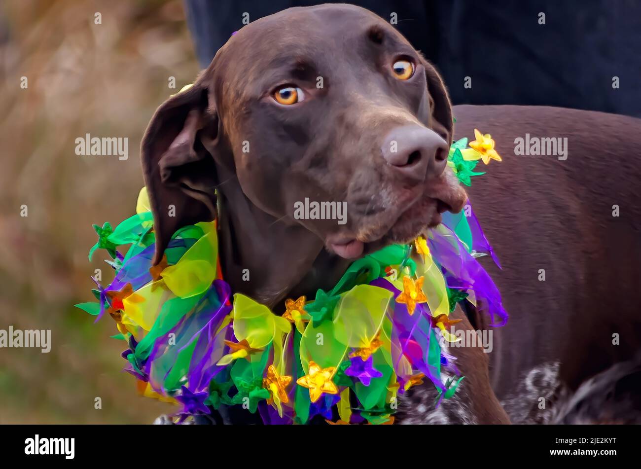 Un pointeur court allemand porte un collier de jalonnade de Mardi gras lors d’une parade de Mardi gras, le 2 février 2019, à Dauphin Island, en Alabama. Banque D'Images