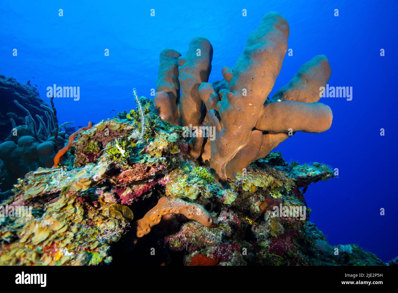Paysage marin sous-marin et éponge marine à Little Cayman dans les Caraïbes Banque D'Images