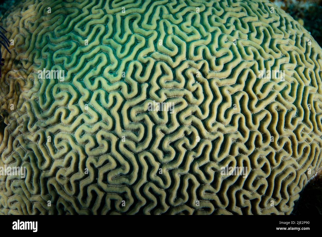 Corail cérébral sur le récif de corail à Little Cayman Island dans les Caraïbes Banque D'Images