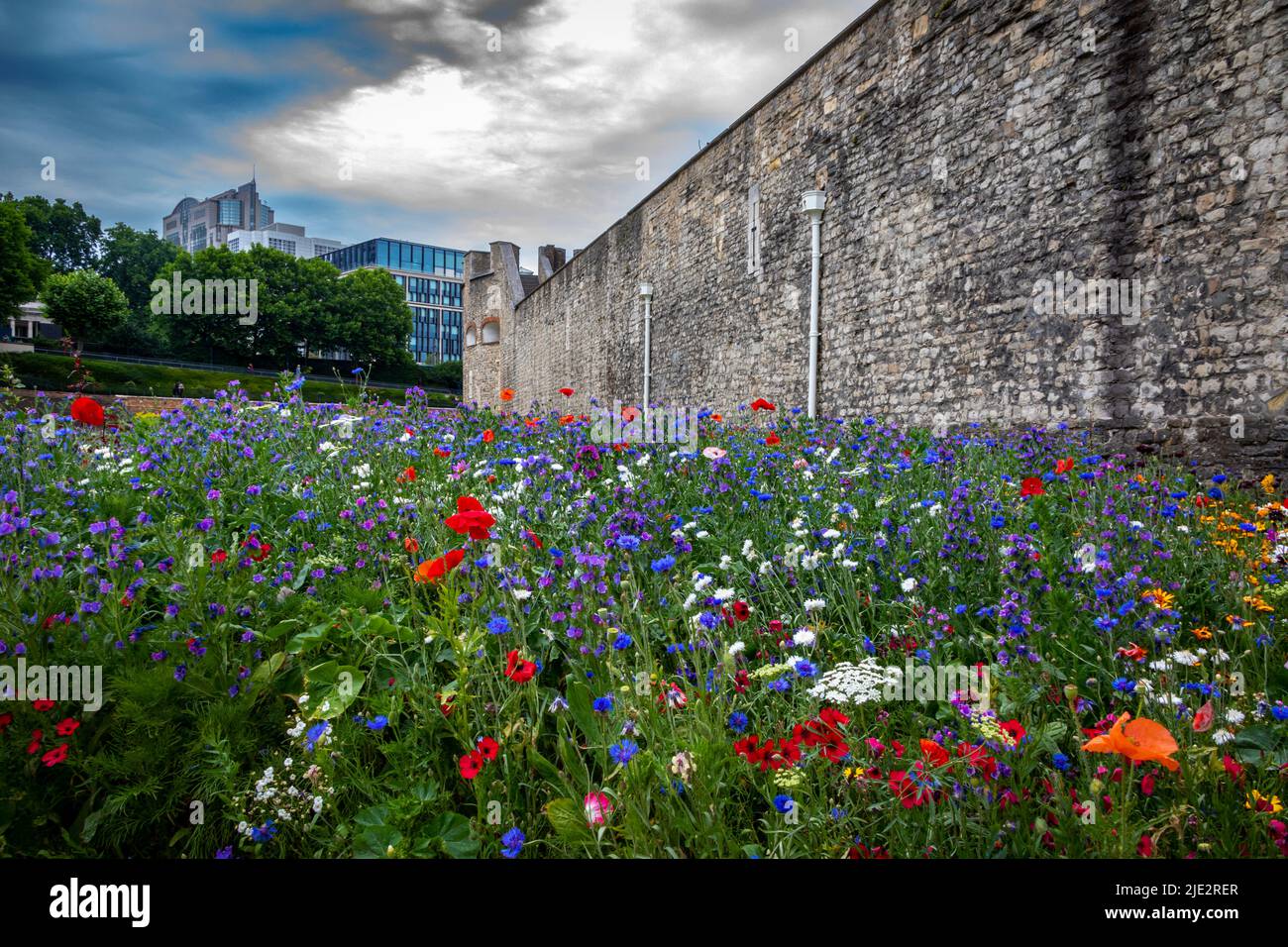 Fleurs sauvages d'été 'Superbloom' exposées dans les douves à la Tour de Londres, en Angleterre, célébrant le jubilé de platine de HM la Reine. Banque D'Images