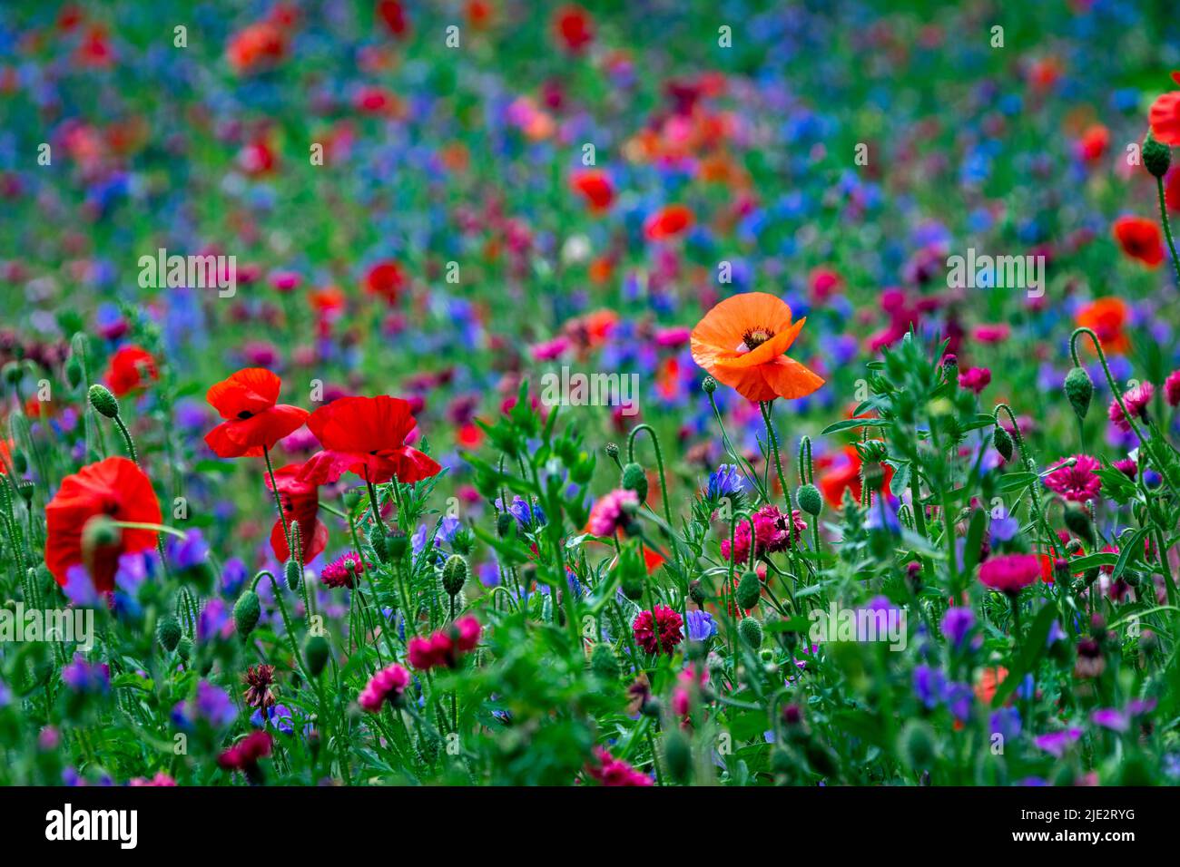 Fleurs sauvages d'été 'Superbloom' exposées dans les douves à la Tour de Londres, en Angleterre, célébrant le jubilé de platine de HM la Reine. Banque D'Images