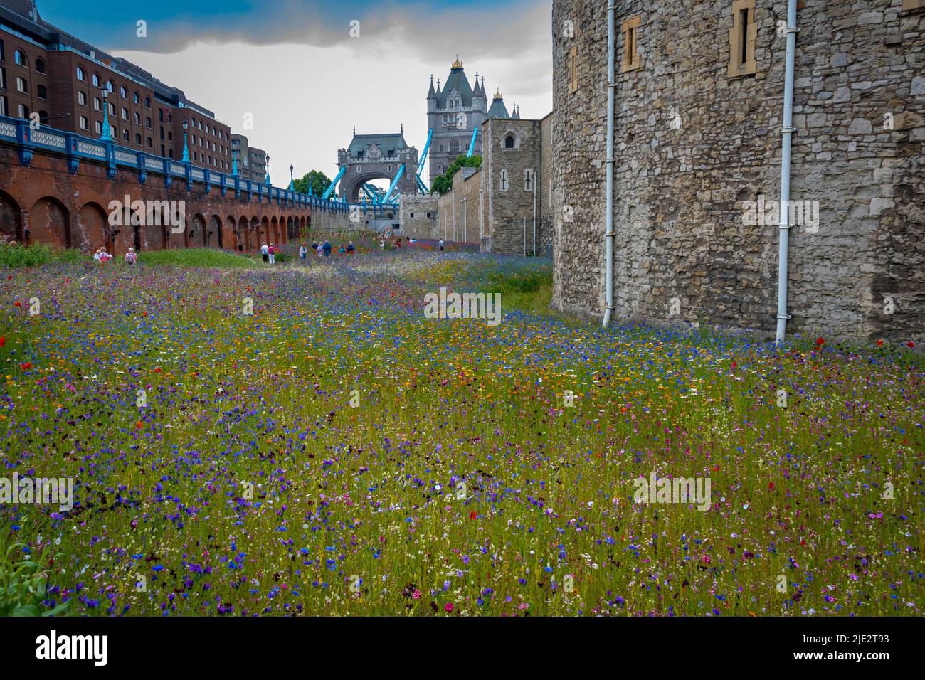 Fleurs sauvages d'été 'Superbloom' exposées dans les douves à la Tour de Londres, en Angleterre, célébrant le jubilé de platine de HM la Reine. Banque D'Images