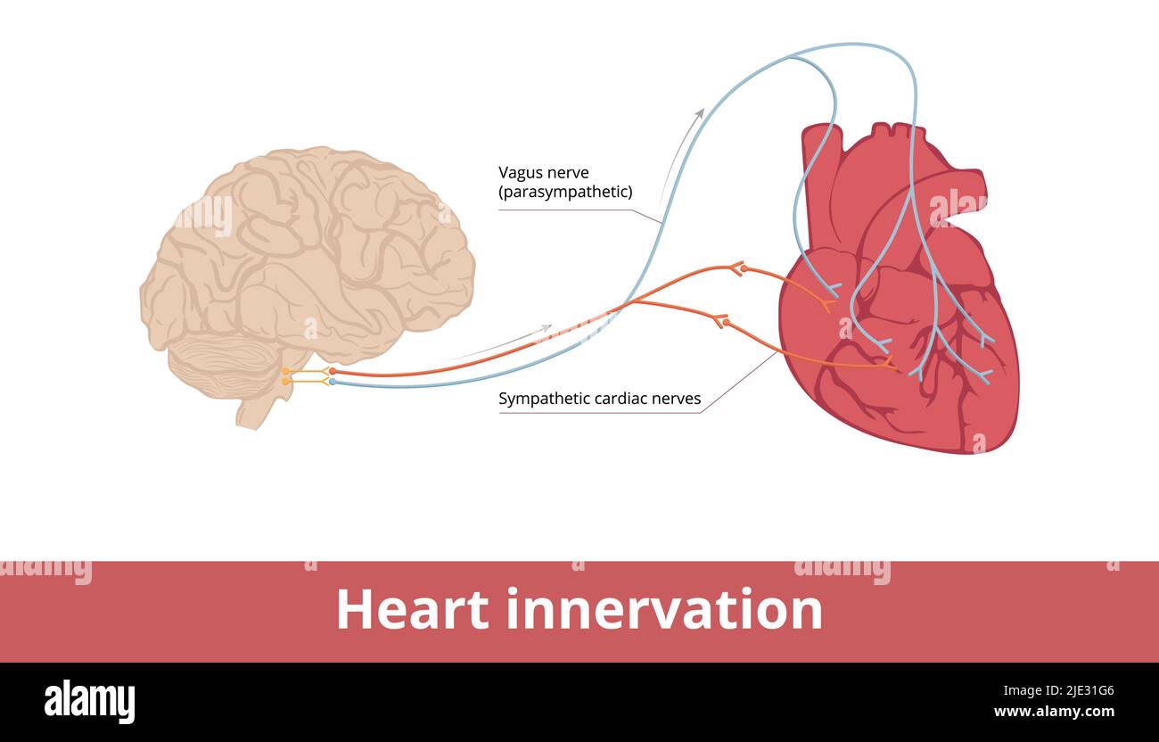 Innervation cardiaque. Schéma de base de la contraction cardiaque et du système de contrôle de la fréquence cardiaque via le nerf vague et les nerfs cardiaques sympathiques. Illustration de Vecteur