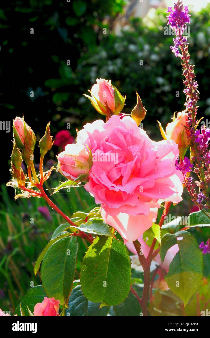 L'après-midi, pluie et soleil sur une rose rose à Fortuneswell, sur l'île de Portland. Banque D'Images