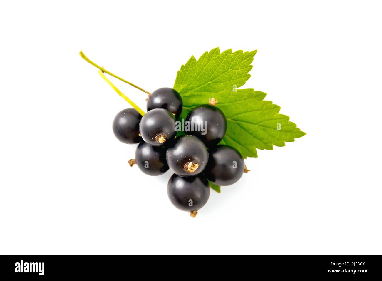 Bouquet de baies de cassis avec feuille verte isolée sur fond blanc par le dessus Banque D'Images
