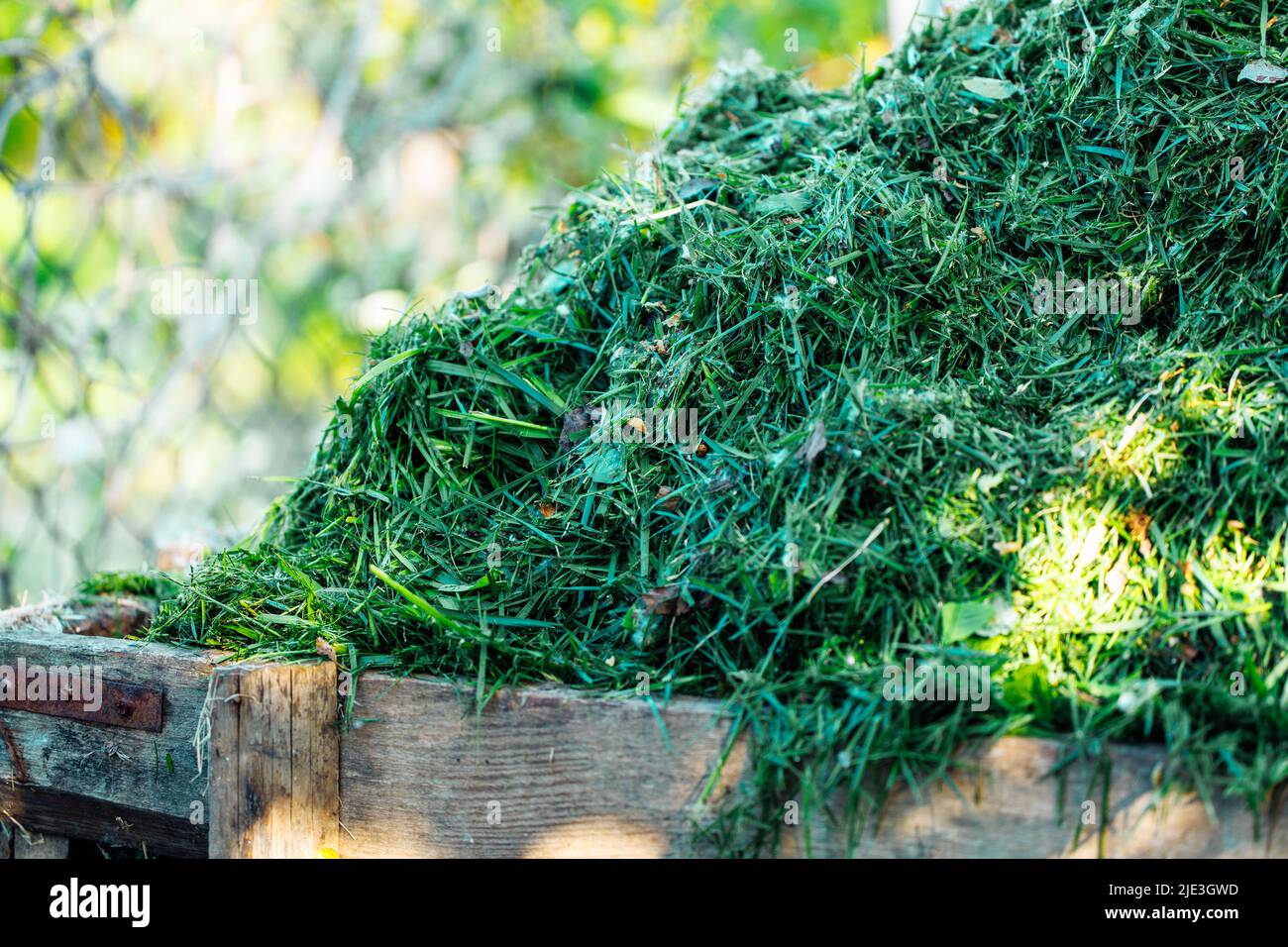 Photo verticale de la pile d'herbe verte coupée fraîche dans une boîte en bois. Compost, tas de déchets de fumier comme engrais écologique. Banque D'Images