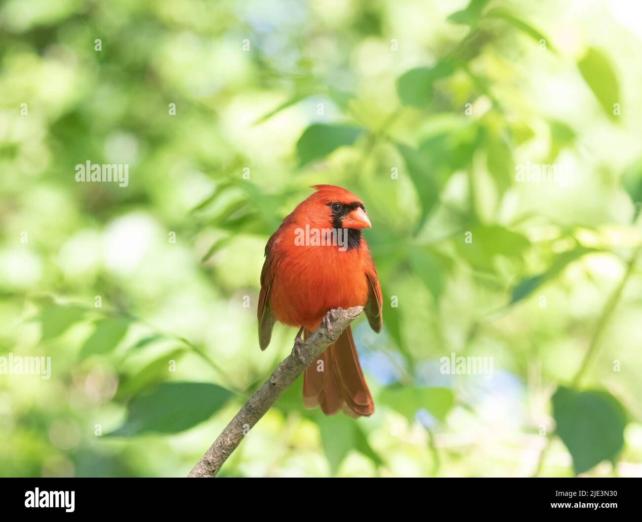 Un adulte mâle cardinal de près sur une branche avec des feuilles vertes Banque D'Images