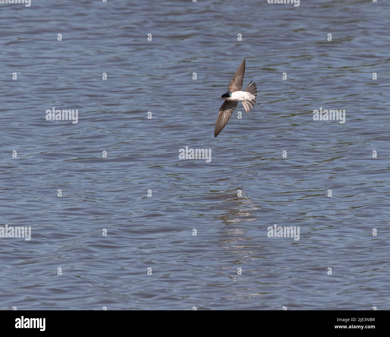 Une hirondelle d'arbre (Tachycineta bicolor) survolant le lac Ontario Banque D'Images