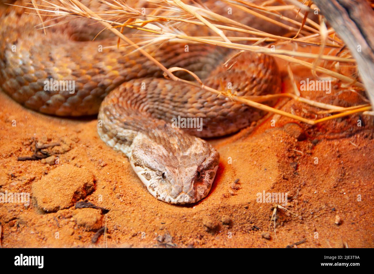 Death Adder Snake - Australie Banque D'Images