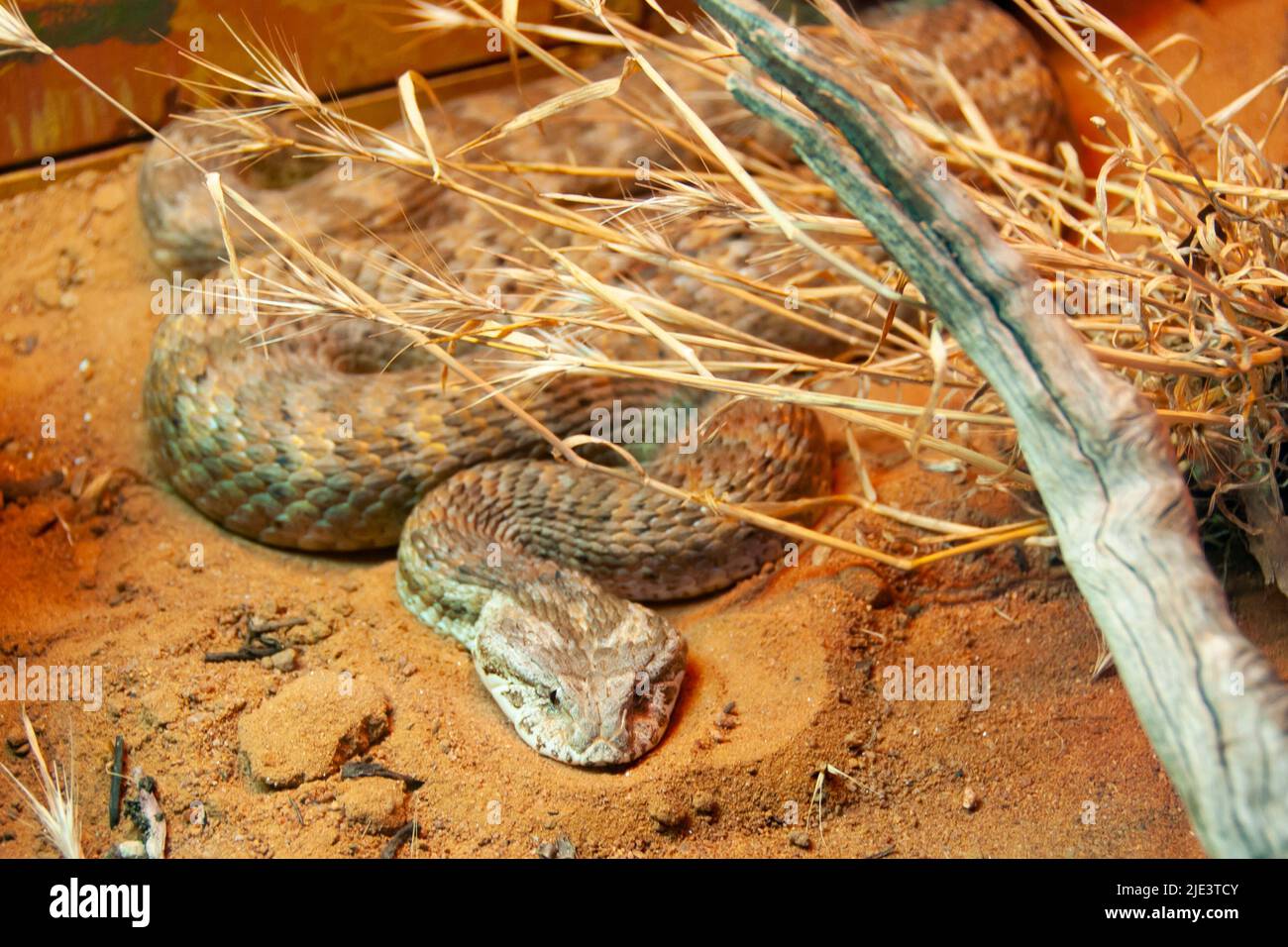 Death Adder Snake - Australie Banque D'Images