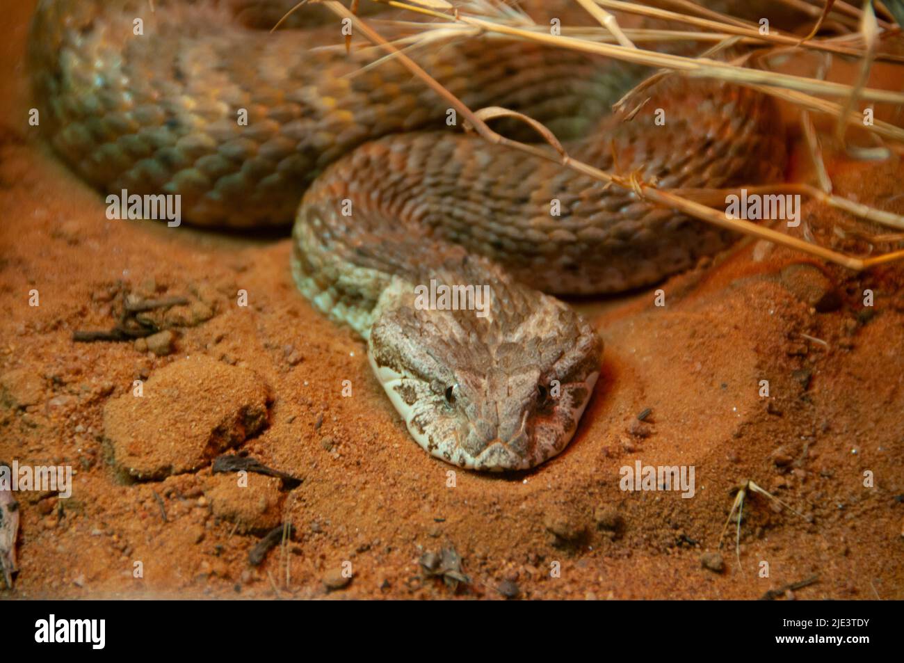 Death Adder Snake - Australie Banque D'Images
