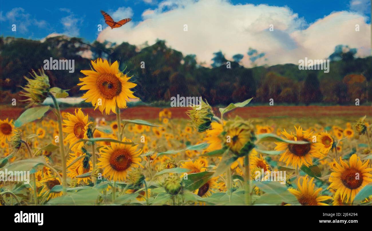 Image peinte d'un champ de tournesol, avec un papillon monarque en mouvement. En arrière-plan se trouve une ligne d'arbres d'arbres à feuilles persistantes, avec un ciel bleu et une cl moelleuse Banque D'Images