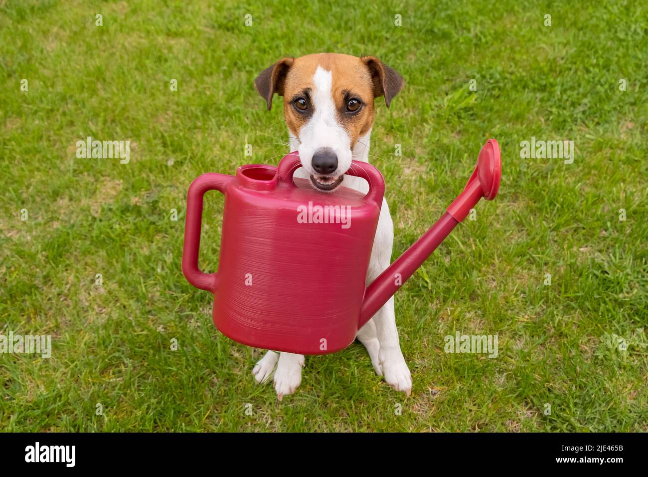 Le chien Jack Russell Terrier est debout sur la pelouse et tient un arrosoir Banque D'Images