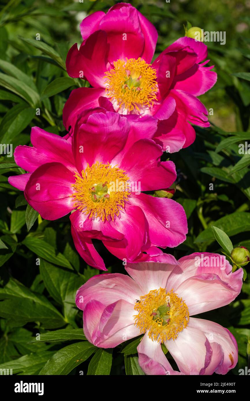 'Scarlett O'Hara' jardin commun, Luktpion la pivoine (Paeonia lactiflora) Banque D'Images