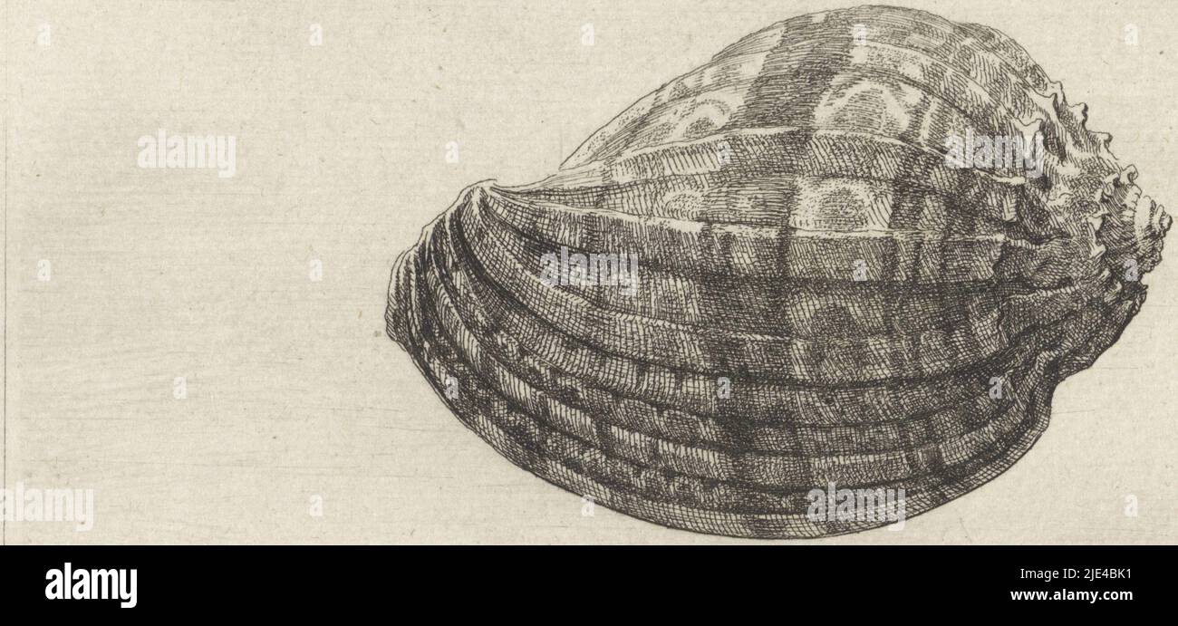 Shell, harpa Major, Venceslaus Hollar, 1644 - 1652, imprimerie : Venceslaus Hollar, Anvers, 1644 - 1652, papier, gravure, gravure h 94 mm × l 140 mm Banque D'Images