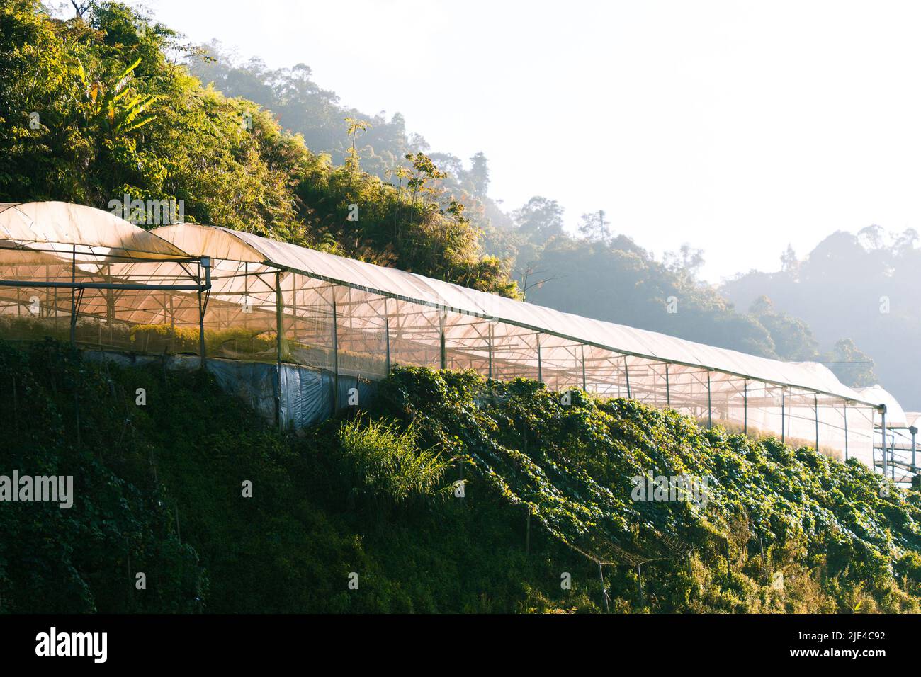 Urban Airbnb dans les Highlands de Cameron Banque D'Images