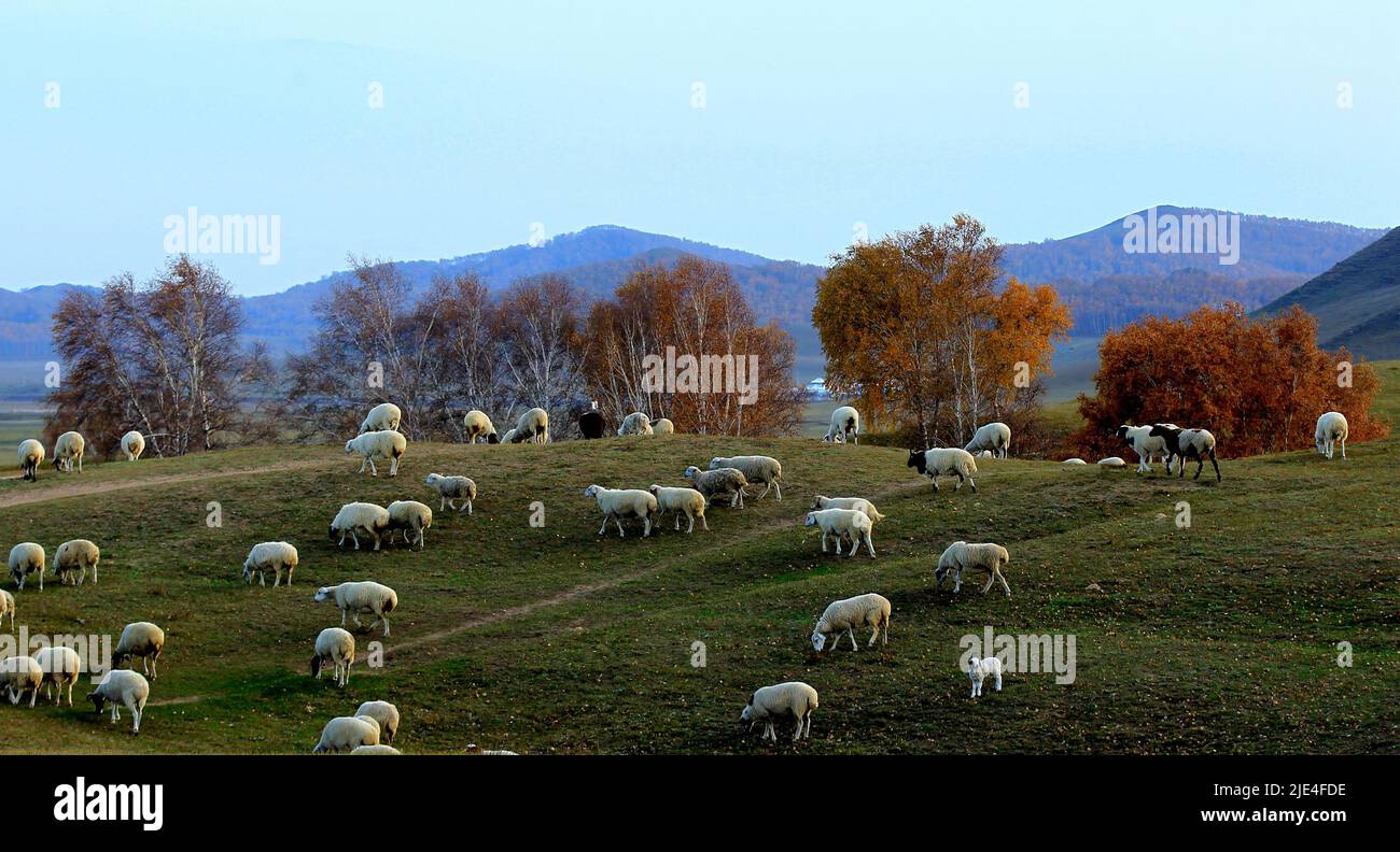 Système en Mongolie intérieure hexigten WuLanBu herbage Abraham barrage Beijing jardin paysage plantes Banque D'Images