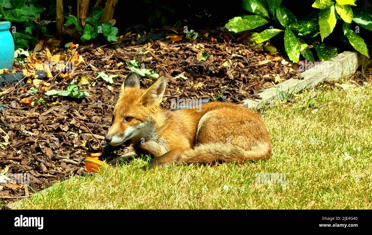Fox dans le jardin Banque D'Images