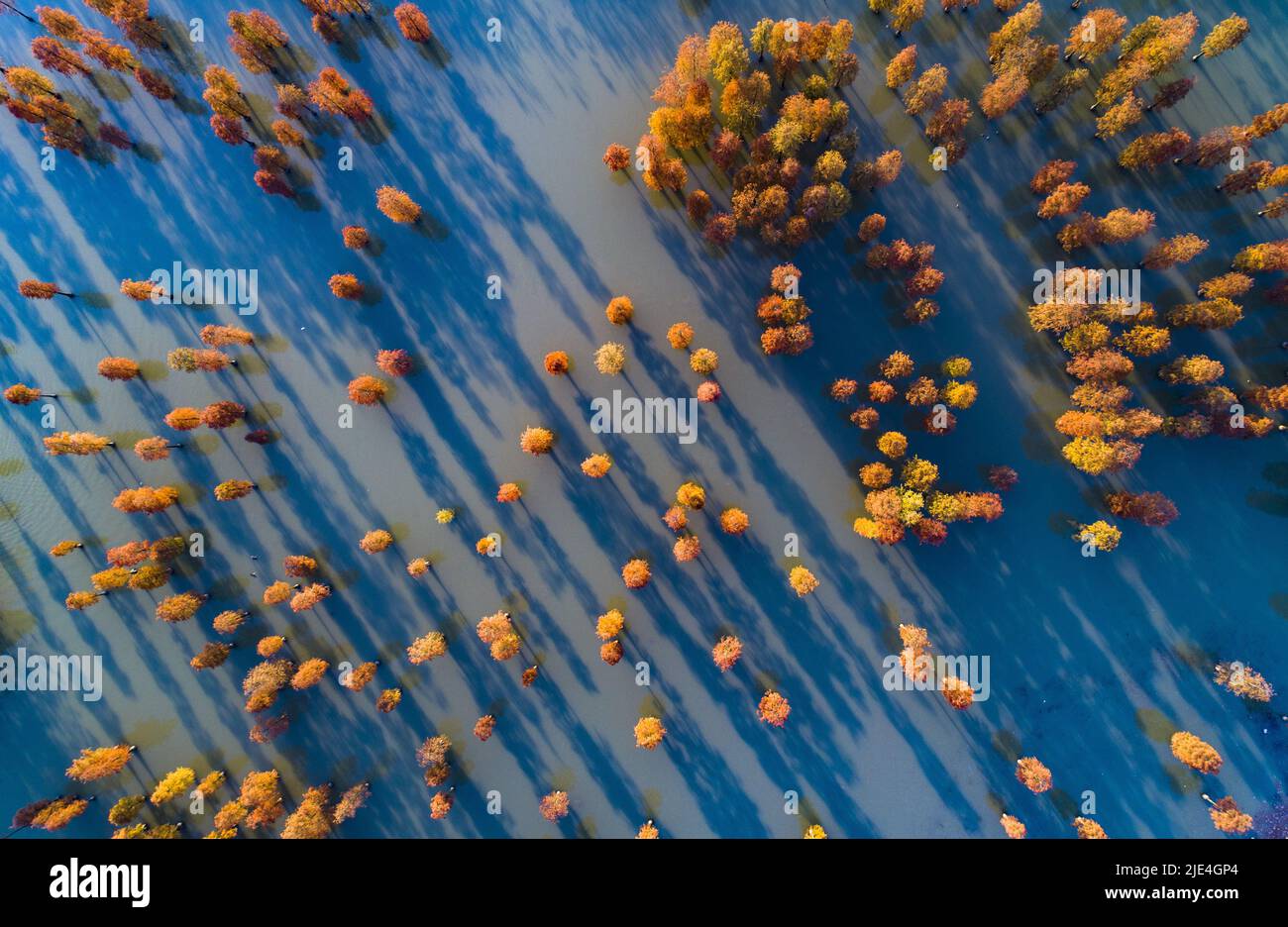 Lai un comté dans la province d'anhui taxodium ascendens automne Lin Banque D'Images