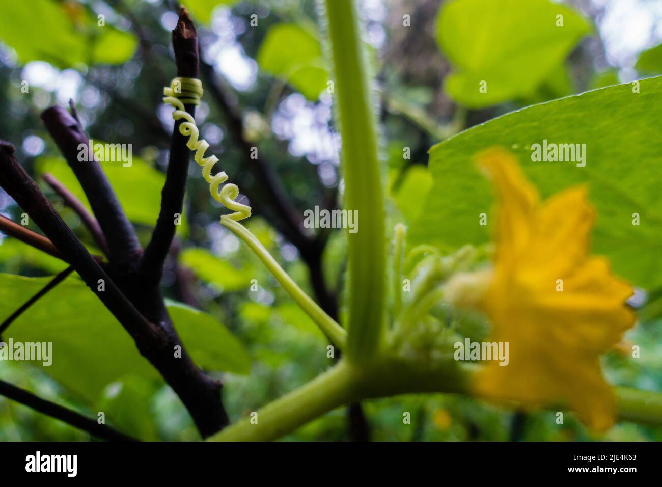 Un gros plan de la vigne de citrouille avec des feuilles et une fleur jaune pleine fleur. Inde Banque D'Images