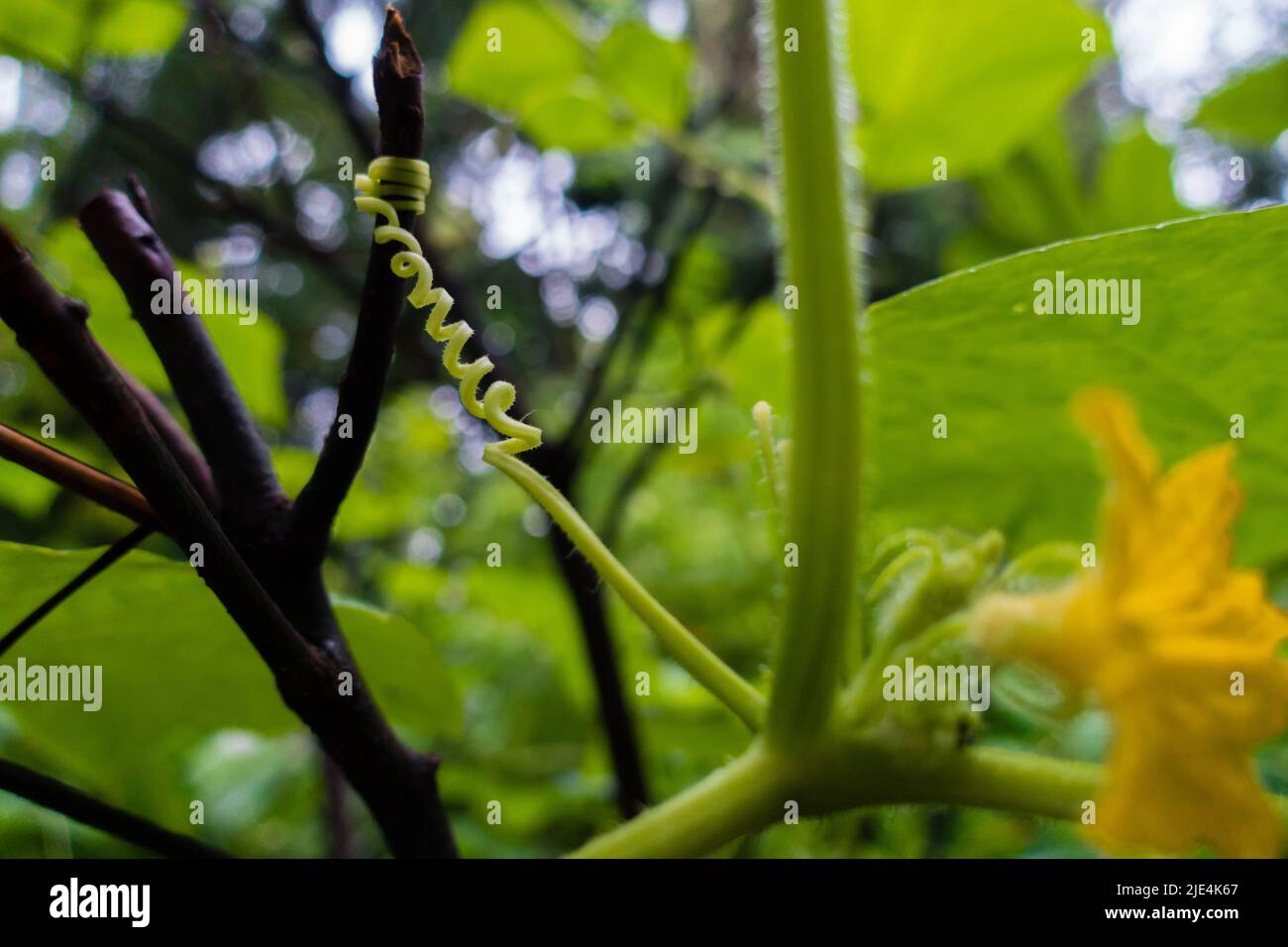 Un gros plan de la vigne de citrouille avec des feuilles et une fleur jaune pleine fleur. Inde Banque D'Images