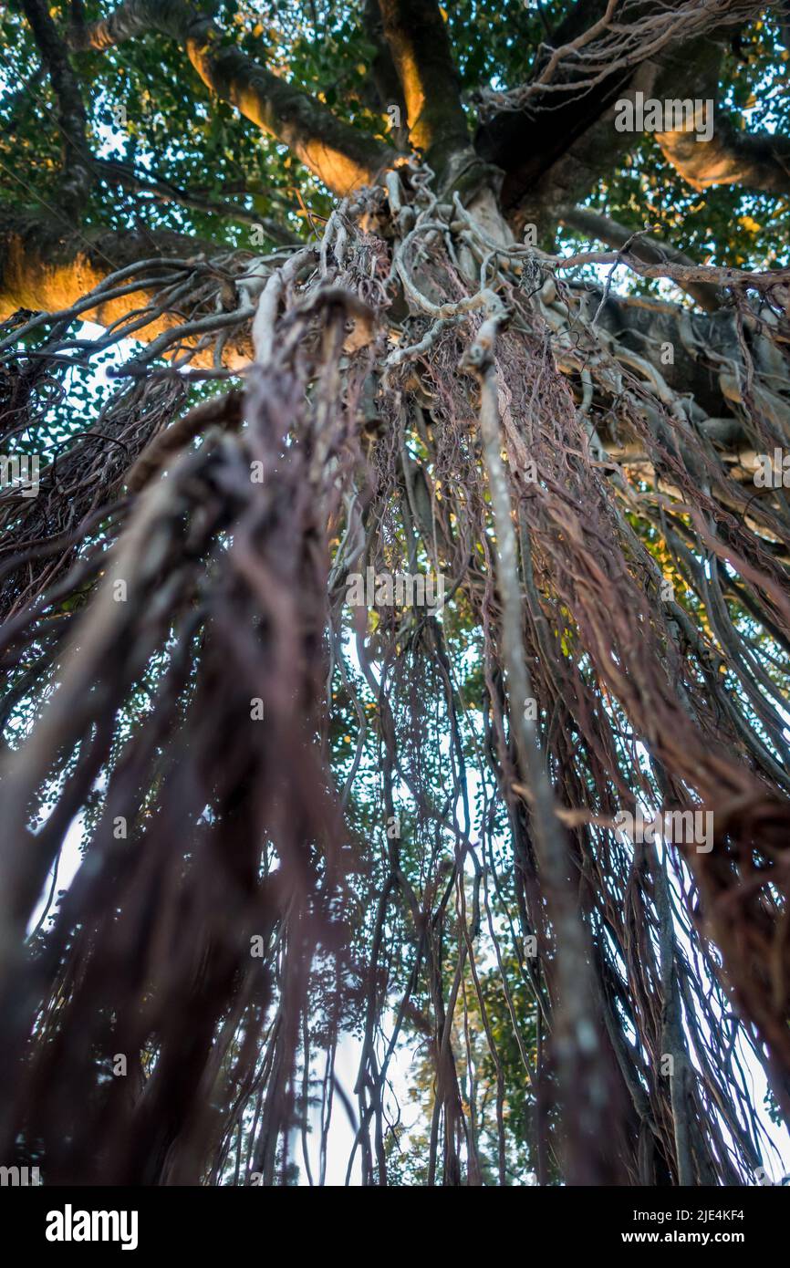 Un plan vers le haut des racines suspendues d'un arbre de Banyan, Ficus benghalensis. Uttarakhand Inde. Banque D'Images