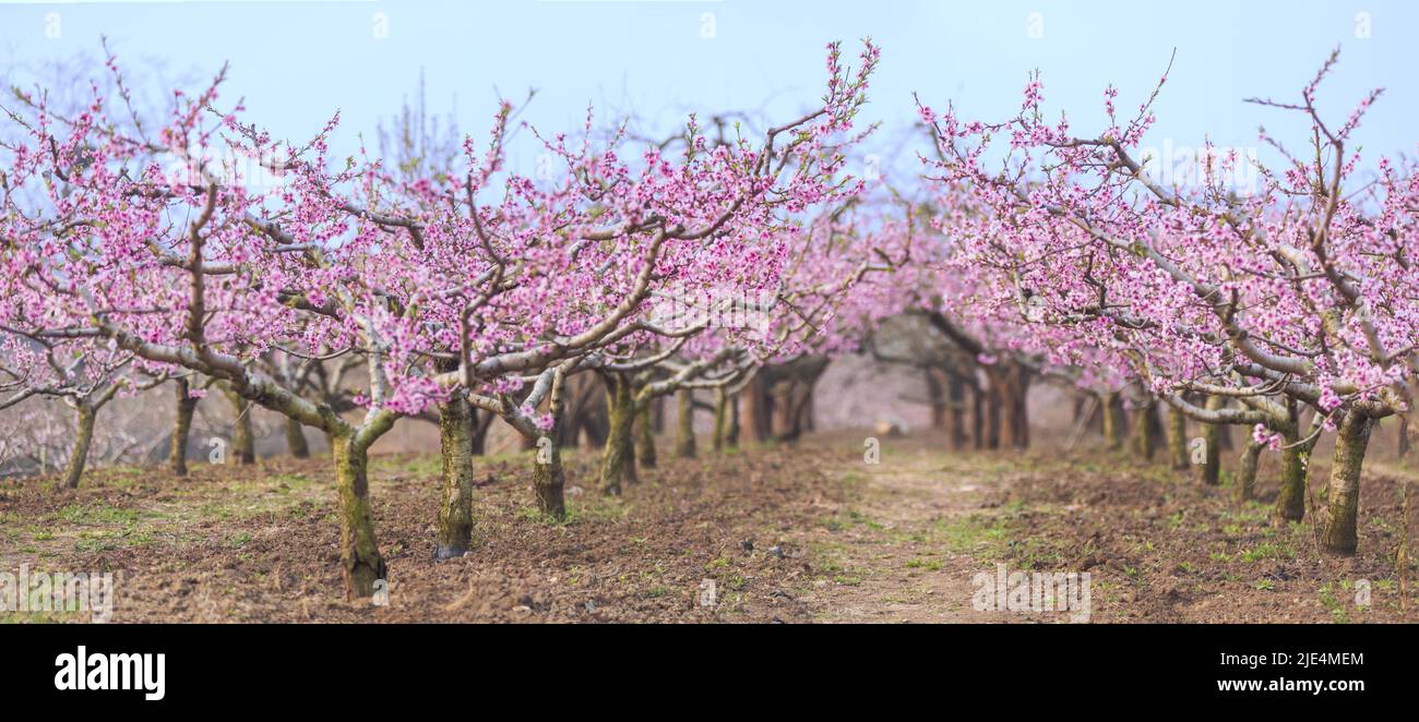 Arbres de pêche fleurs de pêche en pleine fleur printemps paysage jardin printemps fleurs floraison Banque D'Images