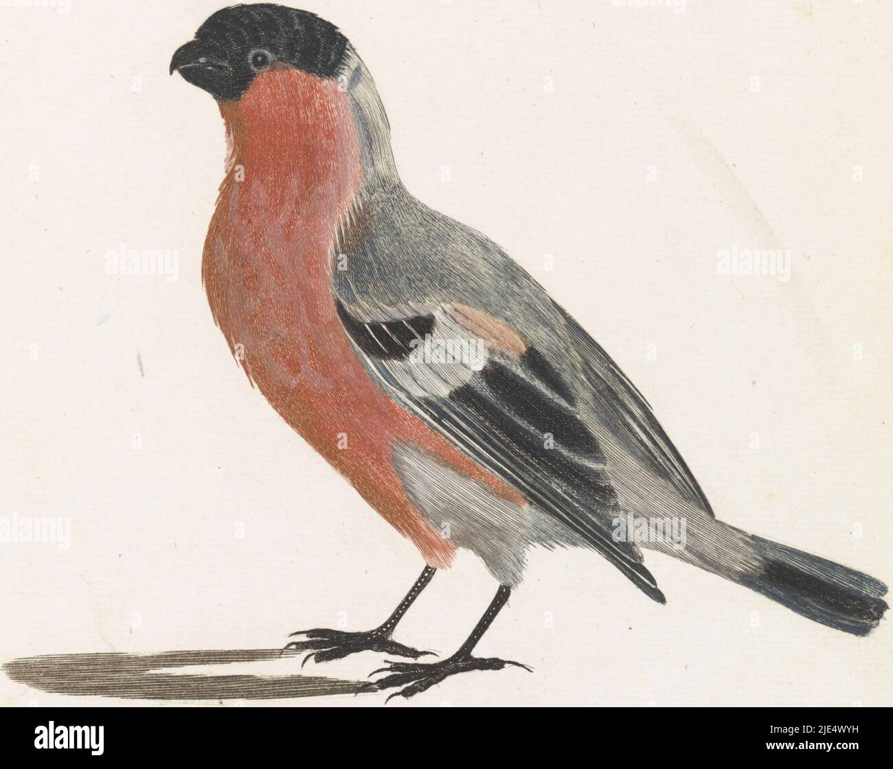 Bullfinch, imprimeur: Anonyme, Johan Teyler, pays-Bas, 1688 - 1698, papier, gravure, h 150 mm × l 152 mm Banque D'Images